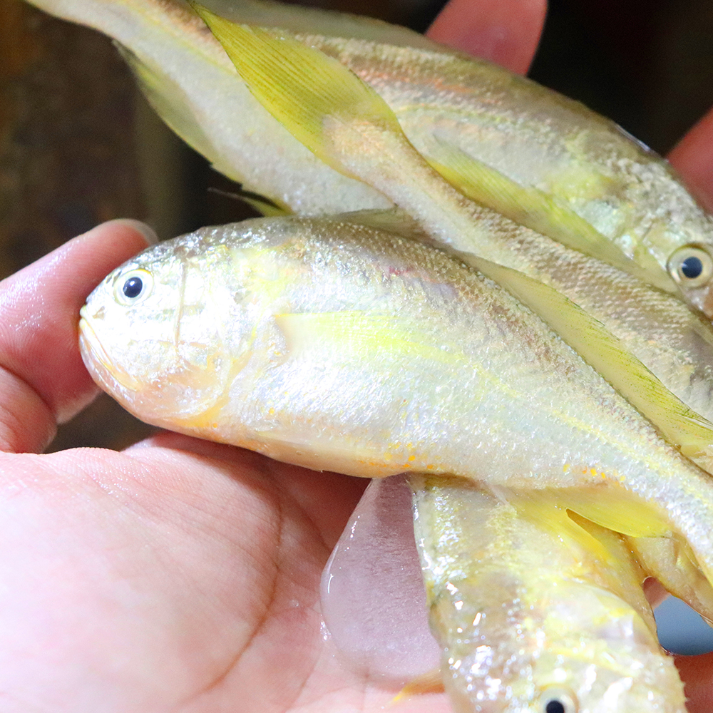 这金黄色的小鱼售价过百元,常被当成是小小黄鱼,你们那边叫啥?