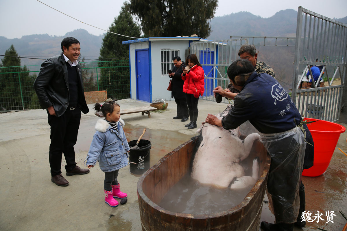 在外打拼20年资产过千万 返乡养猪让女儿吃到自己小时候的味道|陈林