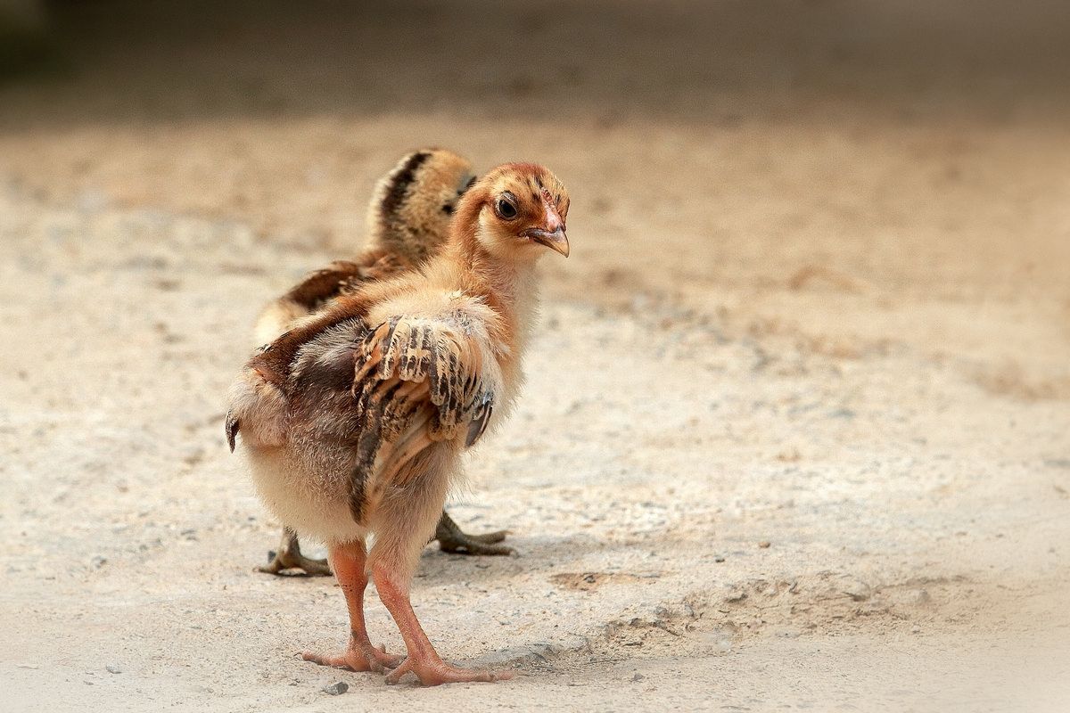 七岁那年,养了一只小公鸡,因为一颗蛋成了我多年的宠物!|小公鸡|生蛋|