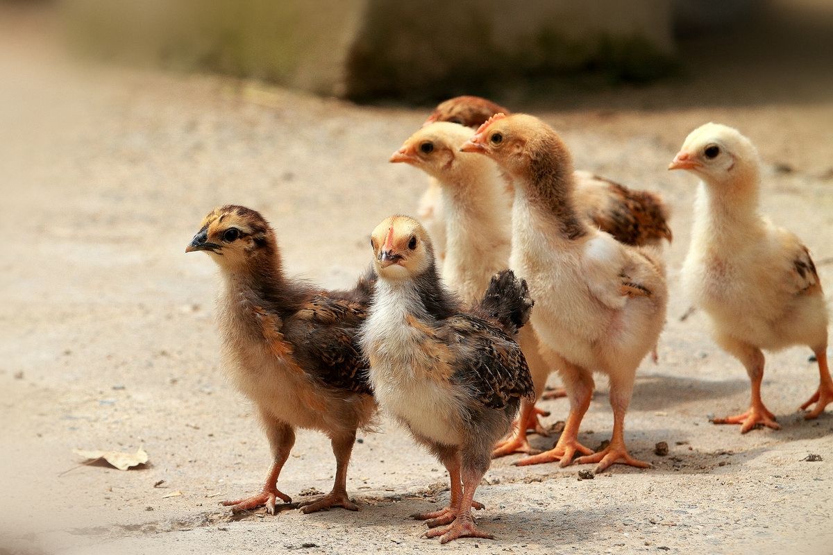 七岁那年,养了一只小公鸡,因为一颗蛋成了我多年的宠物!