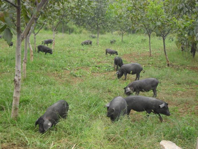 散养猪让农民增收脱贫,专家却说农村野生养殖会污染空气,对吗?