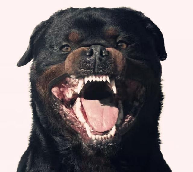 护卫猛犬榜中榜，不仅要有颜值，更重要的是实力__财经头条