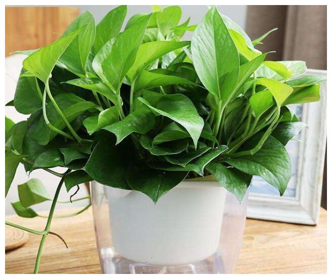 绿萝效应 SEO行业的影响与新网站推广路在何方