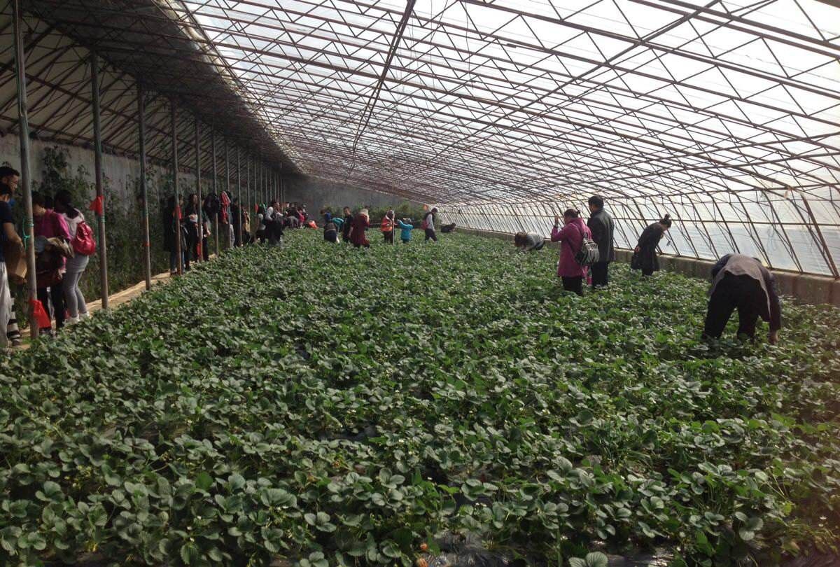 青岛二月二生态观光农场依山而建绿树环绕,青山绿水的生态庄园!