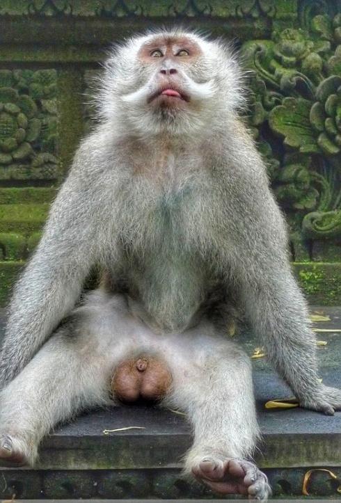 乌布德猴街,猴子是绝对主人,各种搞怪耍无赖,游客须小心|宝宝|乌布德