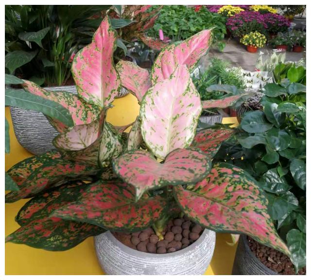 红叶万年青便宜又好看整株都像开了花