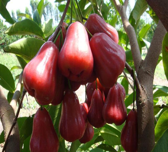 过年了,若经济不错多吃这几种水果,营养丰富味道好,人人吃的起