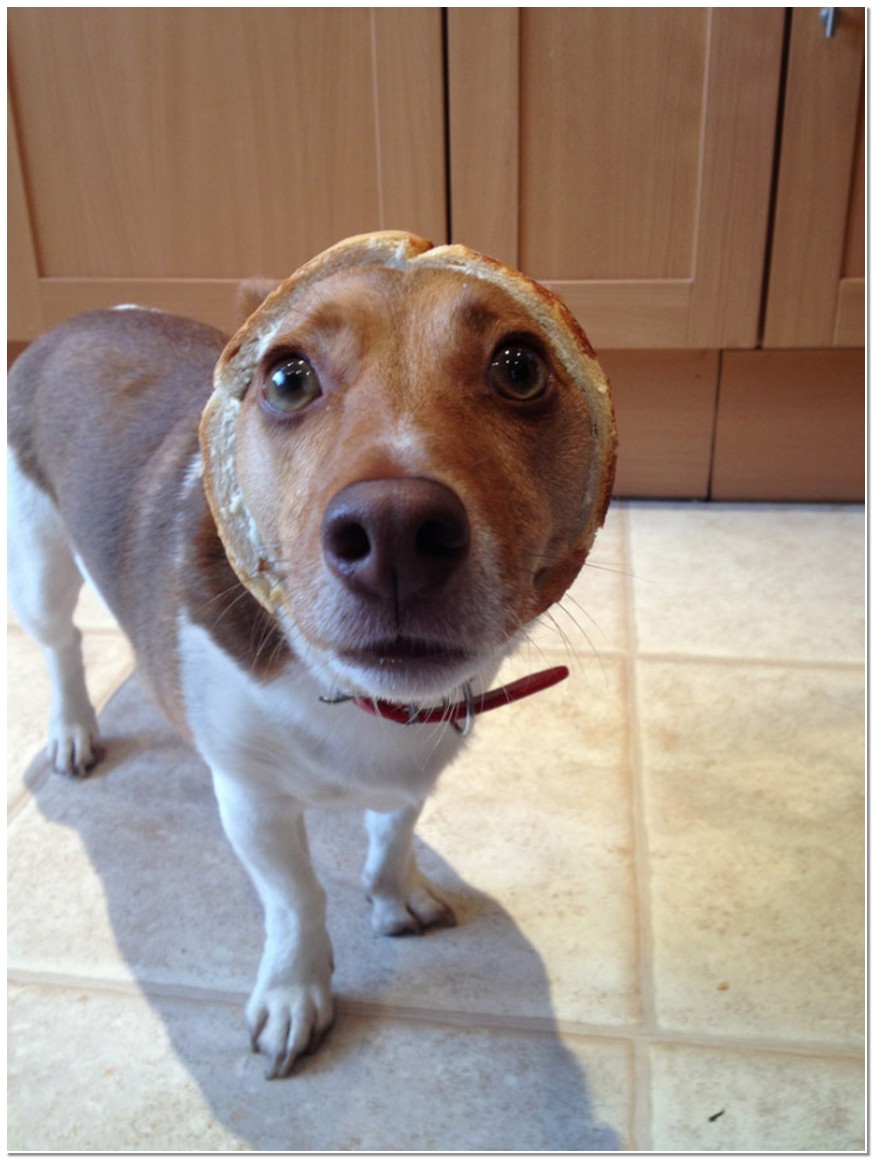 切片面包给狗狗作为装饰后,不一样的搞笑效果