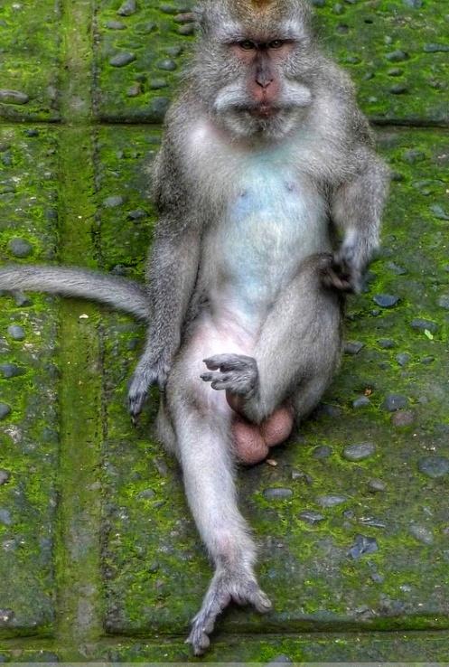 乌布德猴街,猴子是绝对主人,各种搞怪耍无赖,游客须小心|宝宝|乌布德