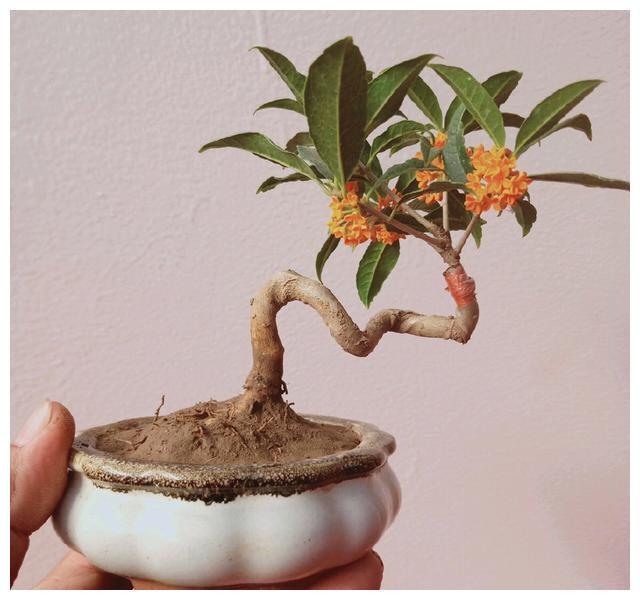 桂花盆景要想更美,春季如何换盆?如何养护?