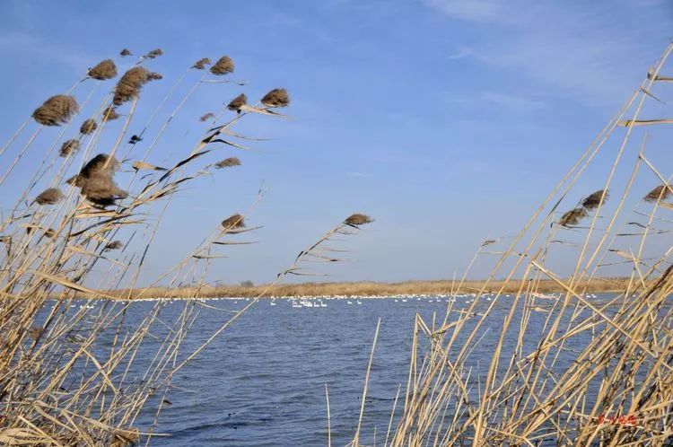 河南:汝南宿鸭湖畔天鹅归