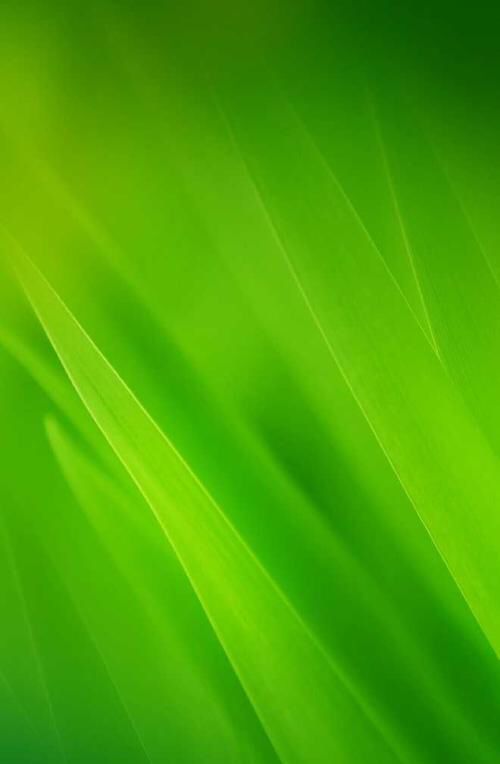 绿色系手机壁纸 给自己的眼睛放个假__财经头条