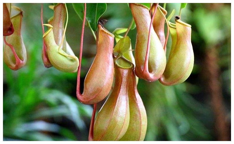 家里蚊子多不用怕,养2种驱蚊效果很强的盆栽,胜过点蚊香