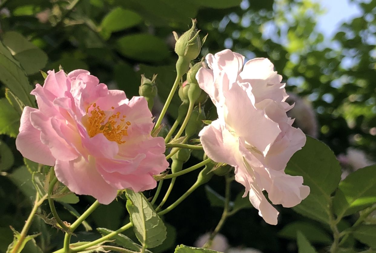 蔷薇花开 夏日已来 高清图集 新浪网