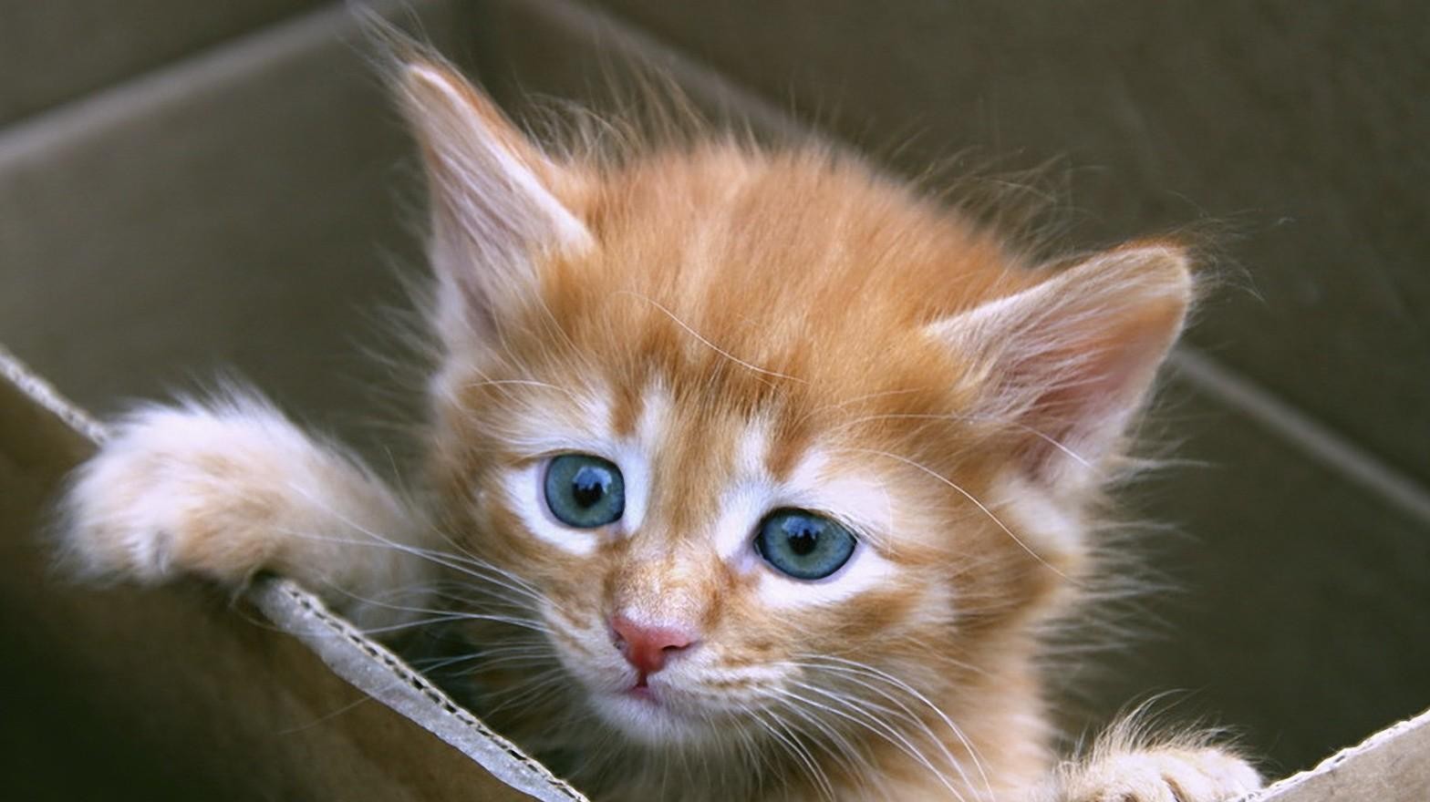 关于猫的冷知识, 野猫怎么狩猎? 怎么在户外生存的?