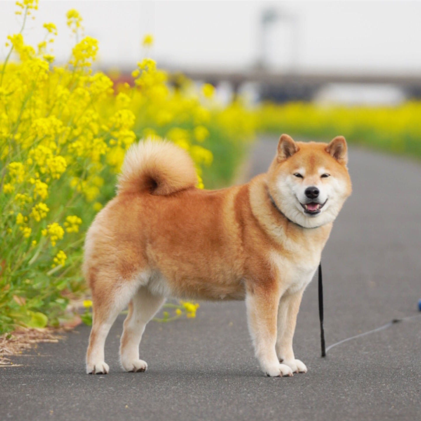 敲可爱滴柴犬萌图 这小清新生活的日子真让人羡慕!
