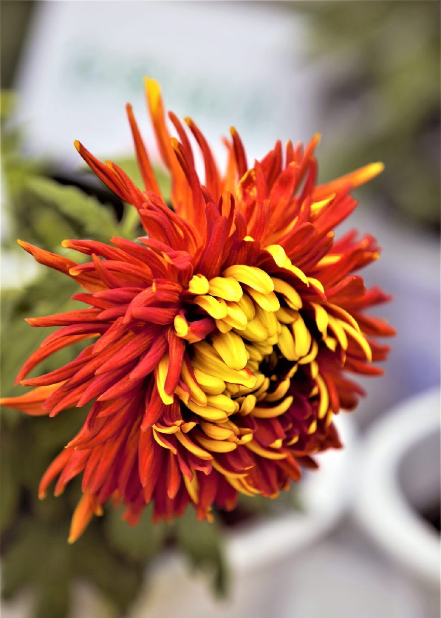 正月初五送穷开市迎财接福节并送上富贵菊祝贺