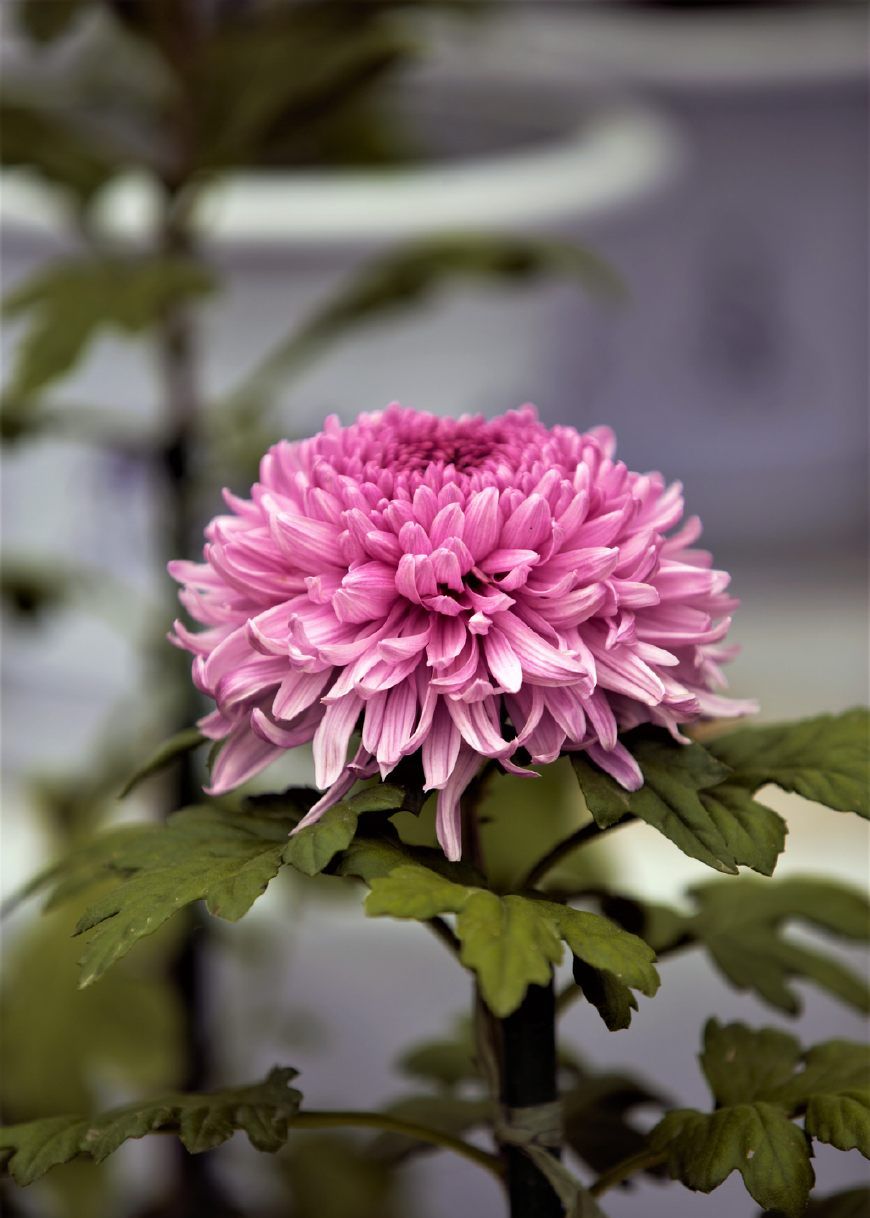 正月初五送穷开市迎财接福节并送上富贵菊祝贺