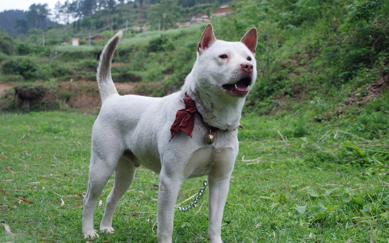 它是国内最知名的猎犬之一,被当地人称为"野猪克星"