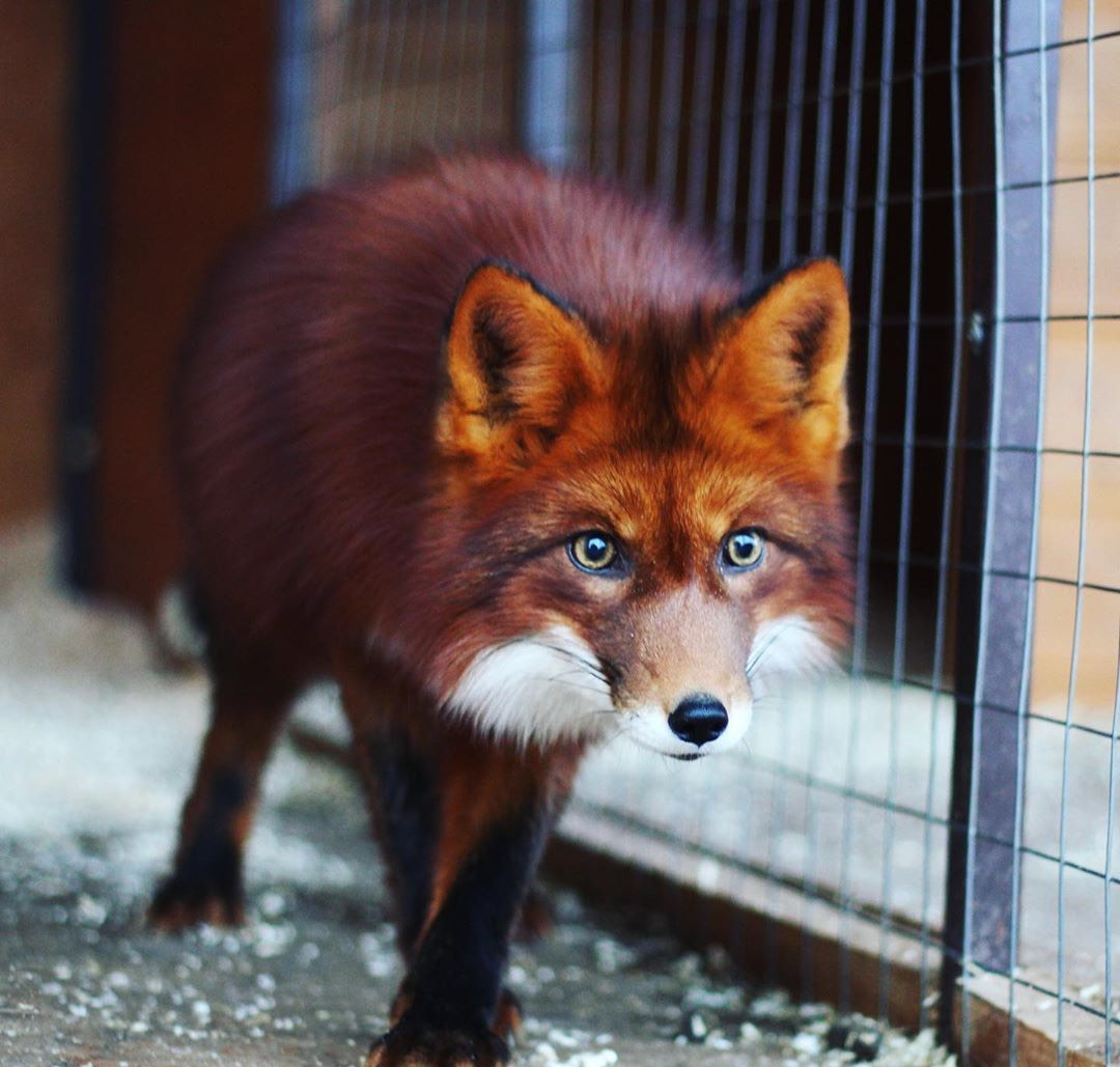 焦糖色的小狐狸,又仙又灵太招人爱啦
