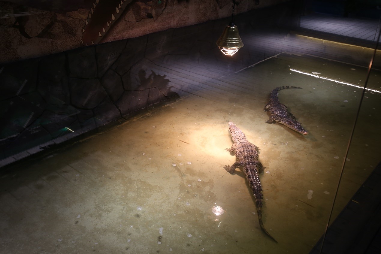 奇异森林动物园众多大牌入驻,新店开业