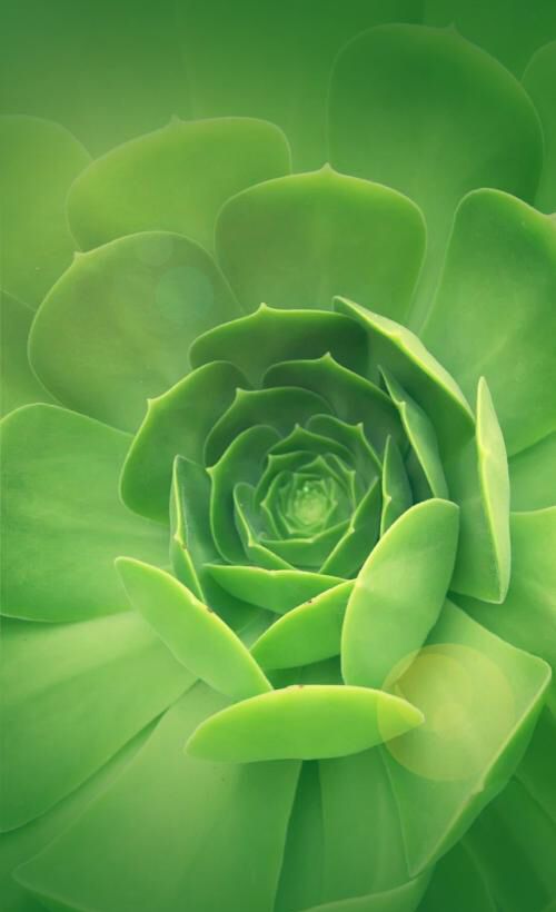 绿色系手机壁纸给自己的眼睛放个假