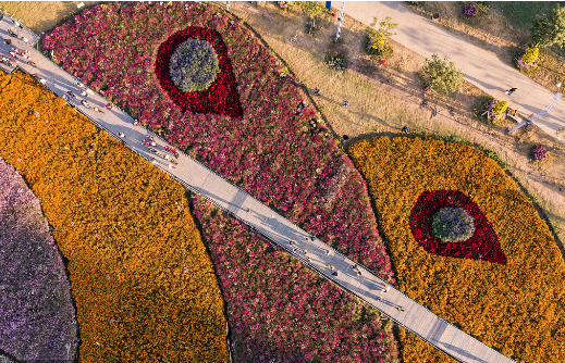 小榄镇菊花会吸引游客
