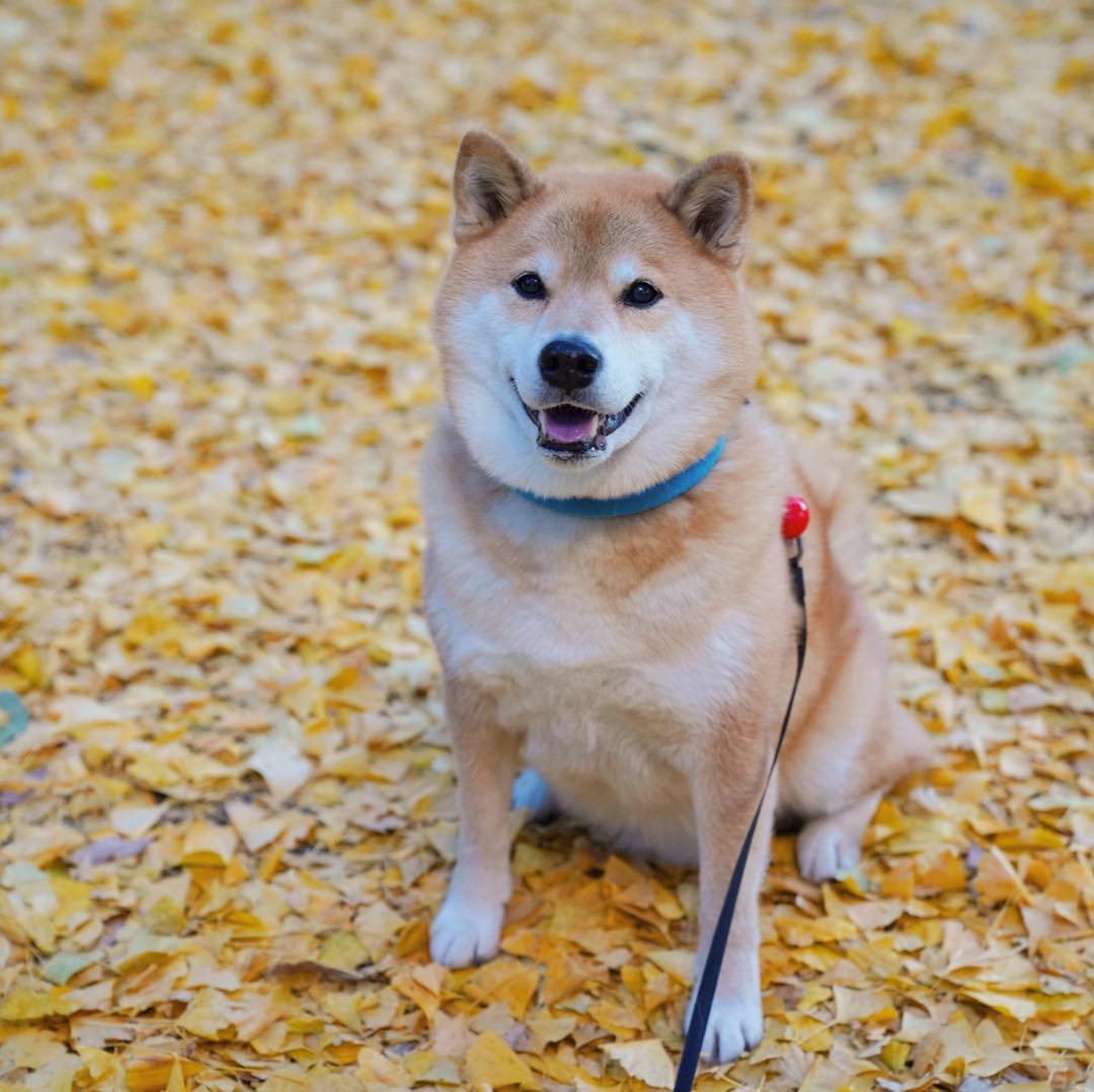 敲可爱滴柴犬萌图 这小清新生活的日子真让人羡慕!