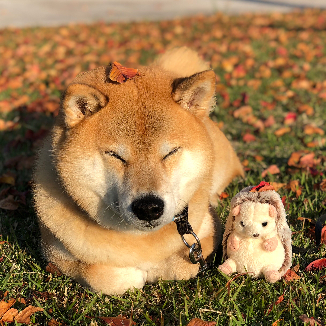 敲可爱滴柴犬萌图 这小清新生活的日子真让人羡慕!