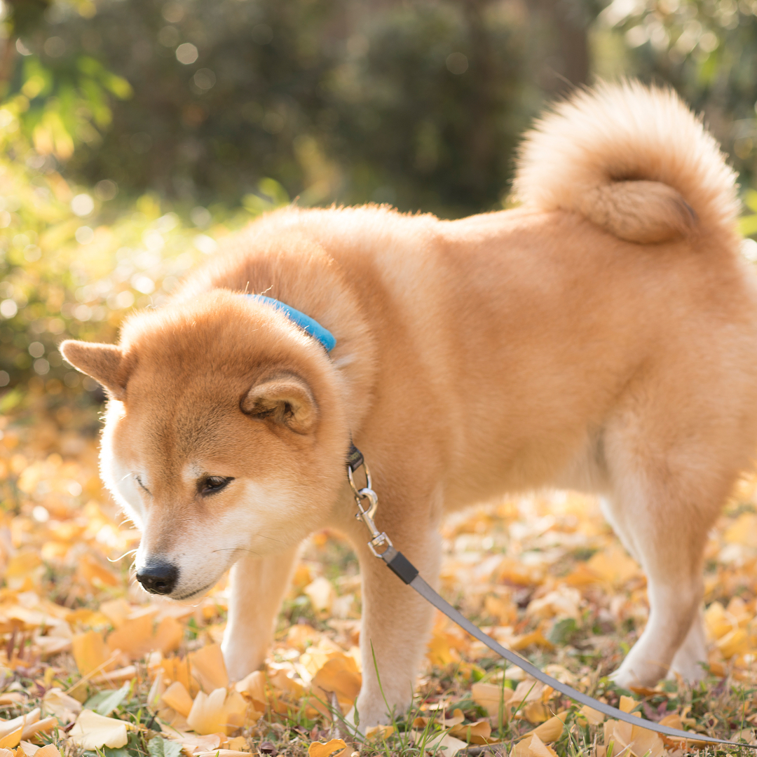 敲可爱滴柴犬萌图 这小清新生活的日子真让人羡慕!