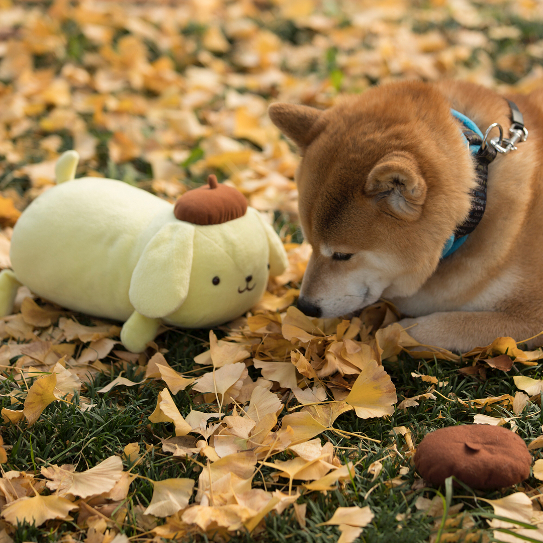 敲可爱滴柴犬萌图 这小清新生活的日子真让人羡慕!