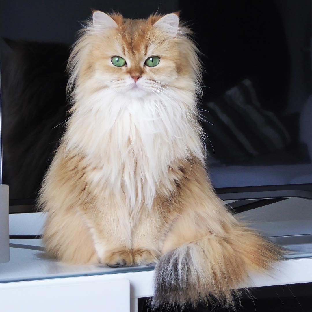 俄罗斯长毛猫品种图片