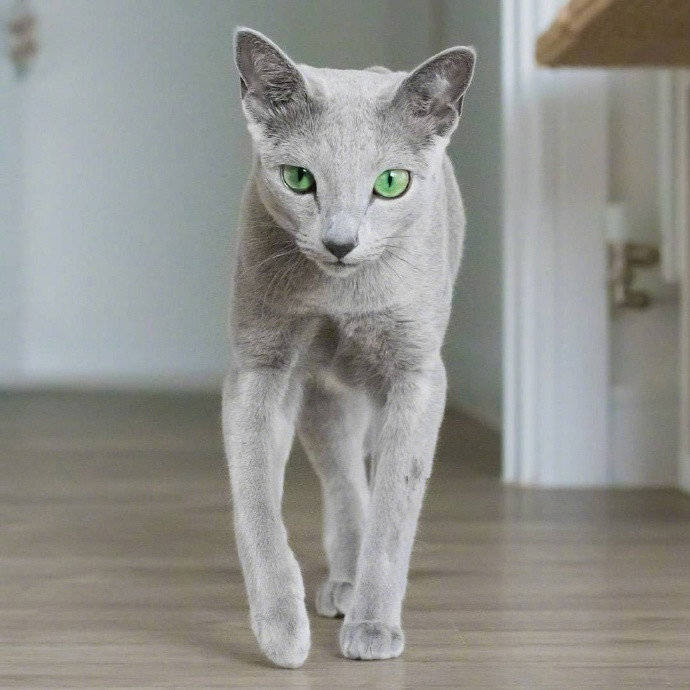 俄罗斯蓝猫 碧绿的眼睛太迷人了!