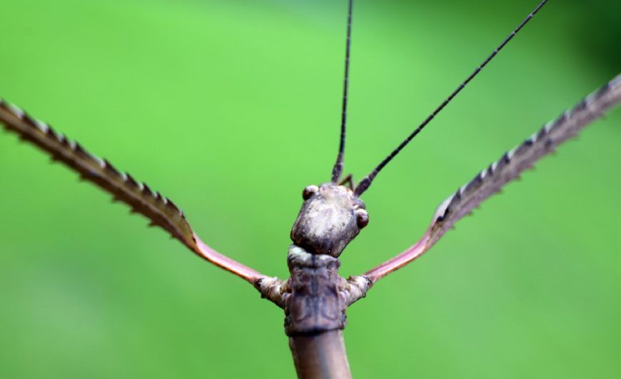 全身长640毫米中国巨竹节虫获吉尼斯世界纪录