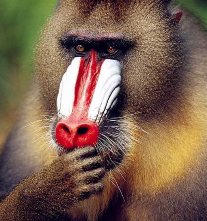 世界上最凶残的猴子——山魈