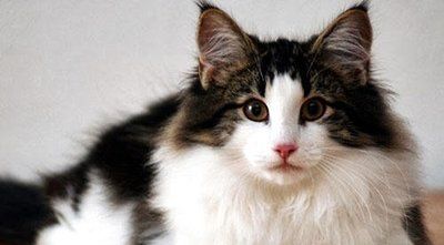 挪威森林猫拥有一双大杏眼,表情丰富,毛的颜色及图案很多元化!