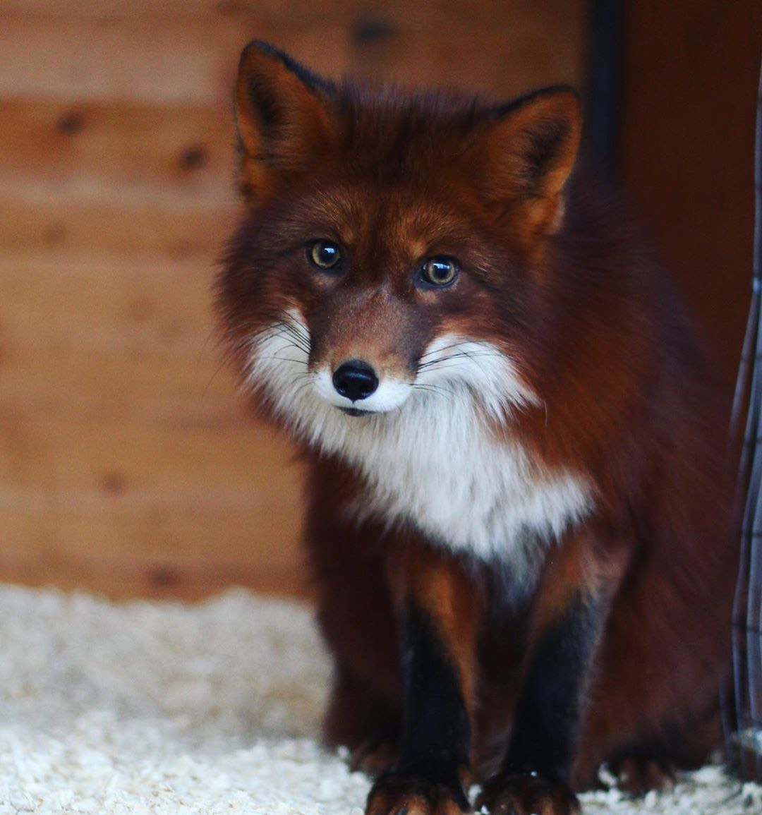 焦糖色的小狐狸,又仙又灵太招人爱啦