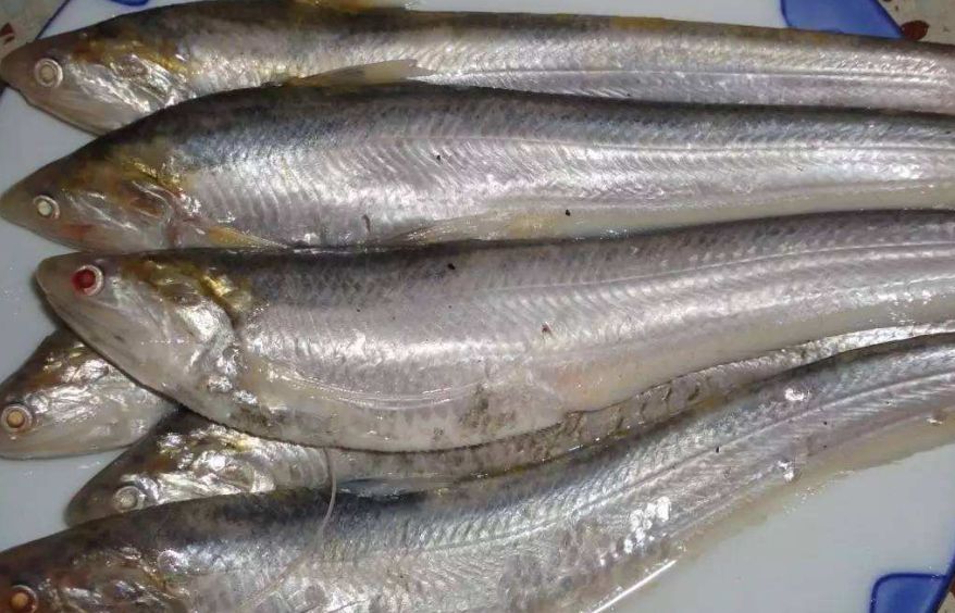 刀鱼|鱼|长江刀鱼_新浪新闻