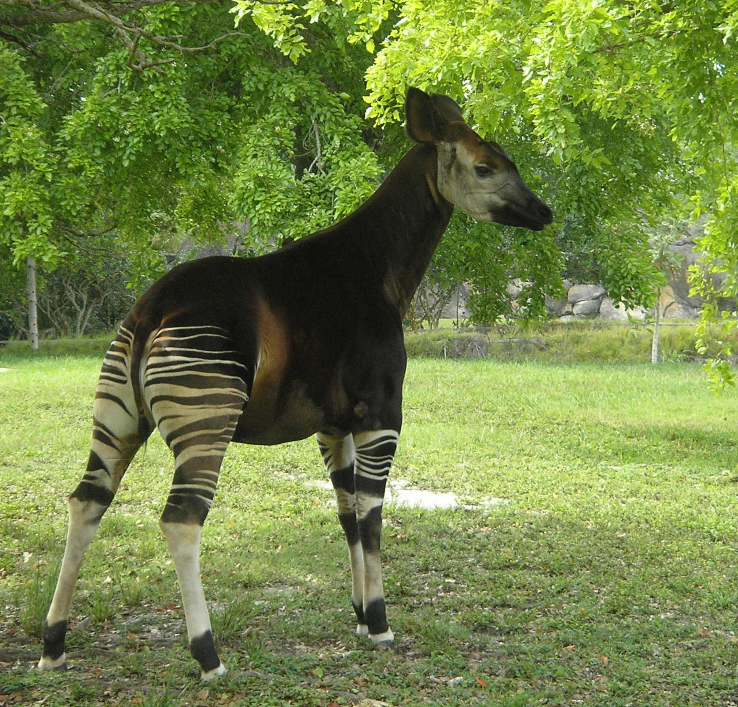 其如多金,其阴多玉,有兽焉,其状如羊而无口,不可杀也,其名曰34.