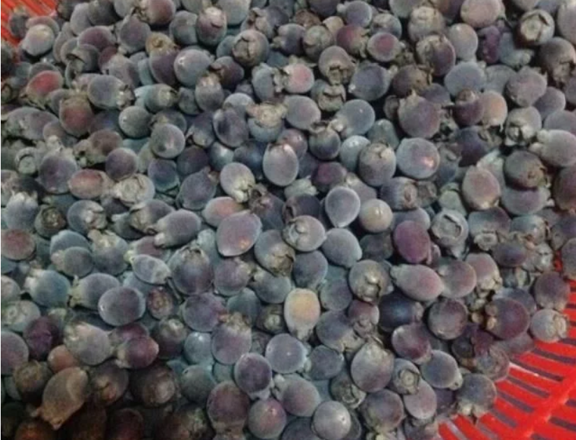 第一种金娘子,这个一般是九月份的时候就可以去山上摘来吃了,要是它