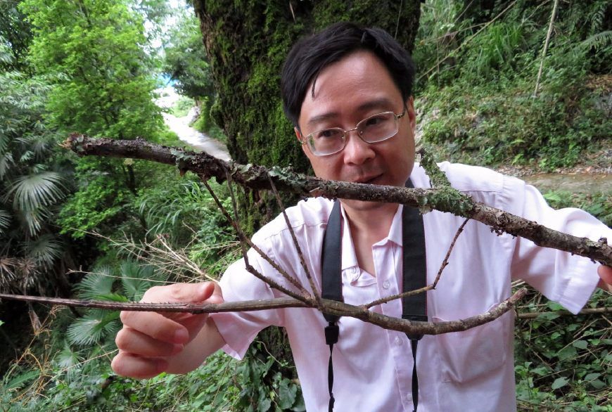 9月16日,成都华希昆虫博物馆馆长赵力收到一份吉尼斯世界纪录邮寄来的