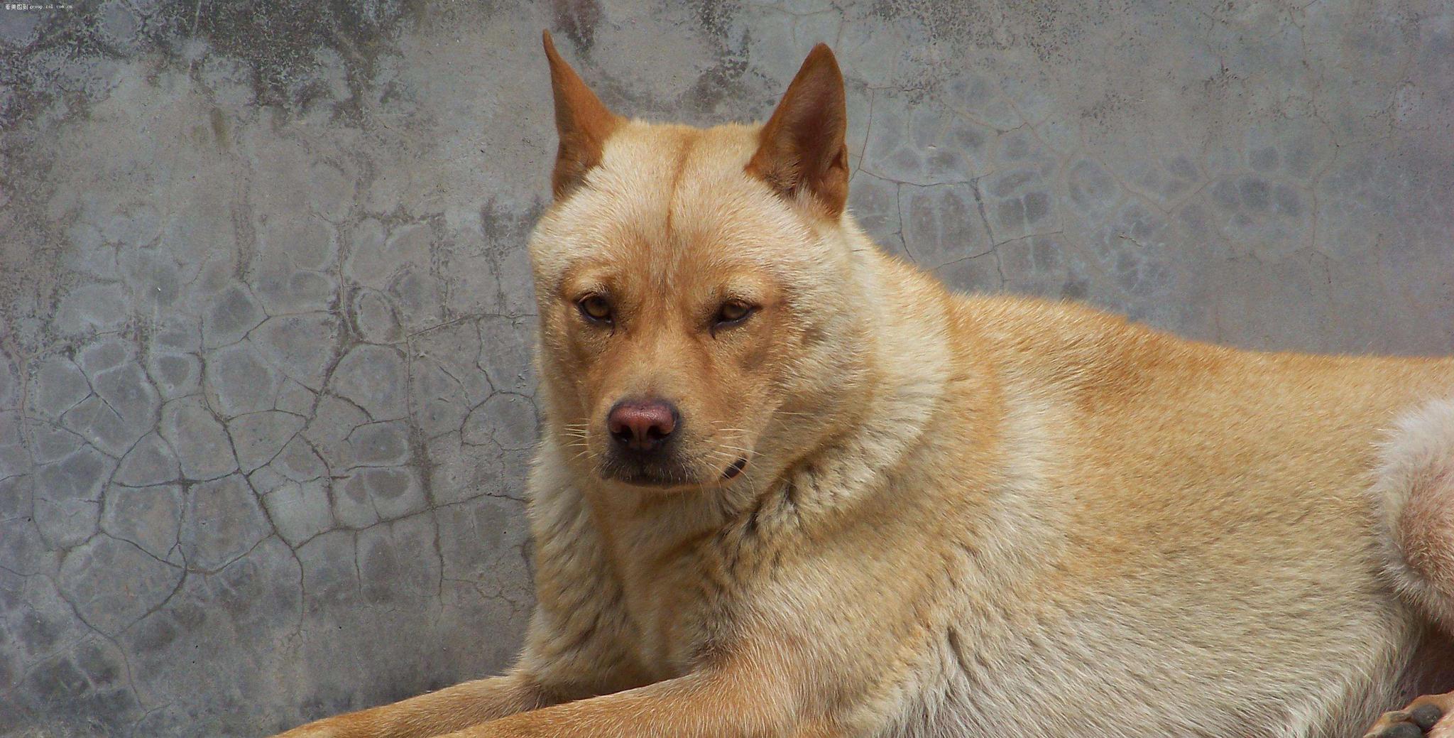 国外高清威玛猎犬宠物狗摄影图片欣赏