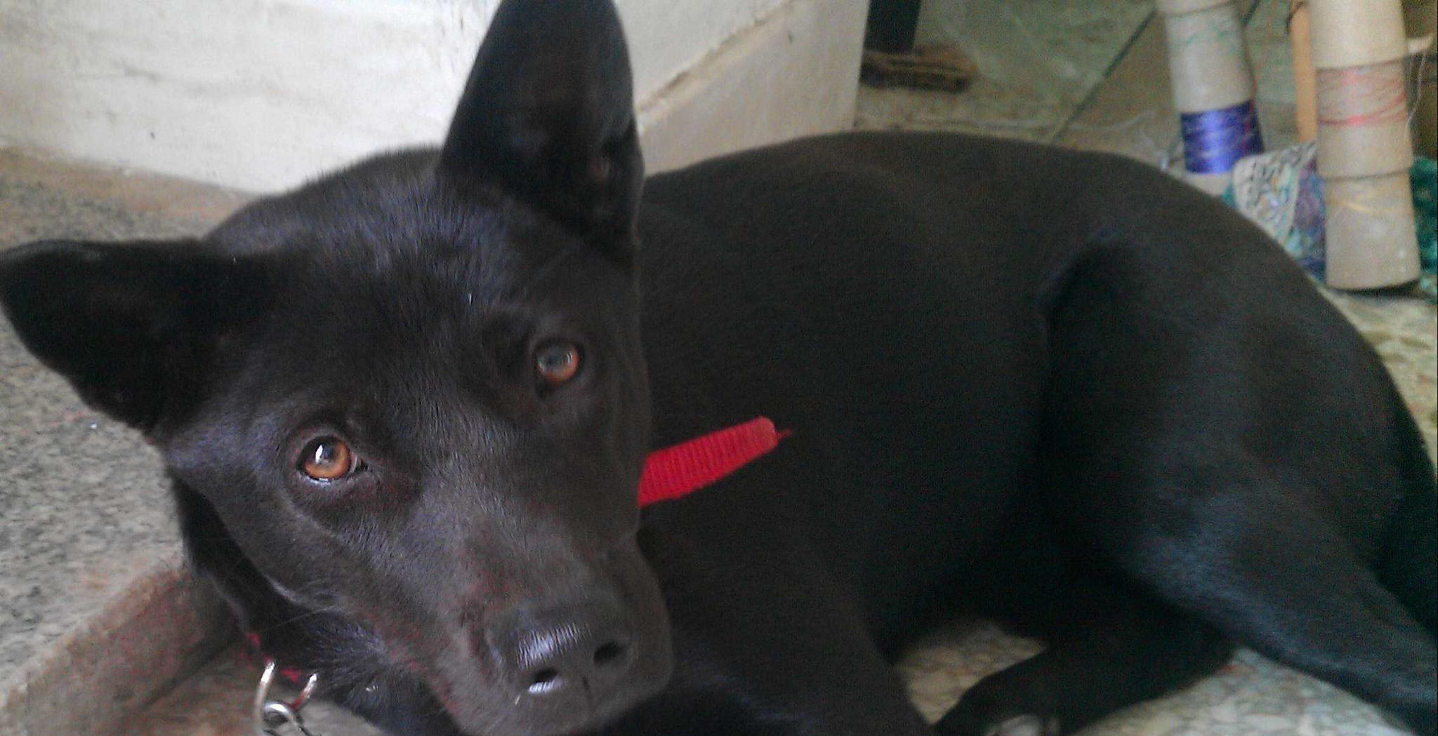 广西土猎犬一种穿梭在深山当中的优秀猎狗活跃在十万大山当中