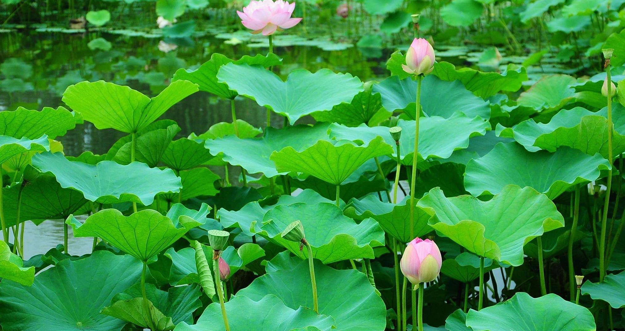 荷花|莲子|荷叶_新浪新闻