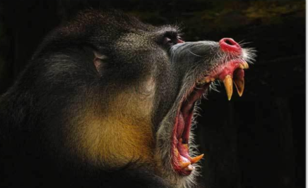 世界上最凶残的猴子——山魈