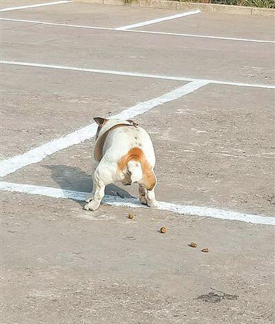 狗狗大小便就踢土这是嘛意思某一瞬间你想模仿吗