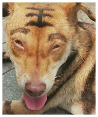 小朋友报警说邻居非法饲养老虎,警方赶到后,顿时两眼发傻