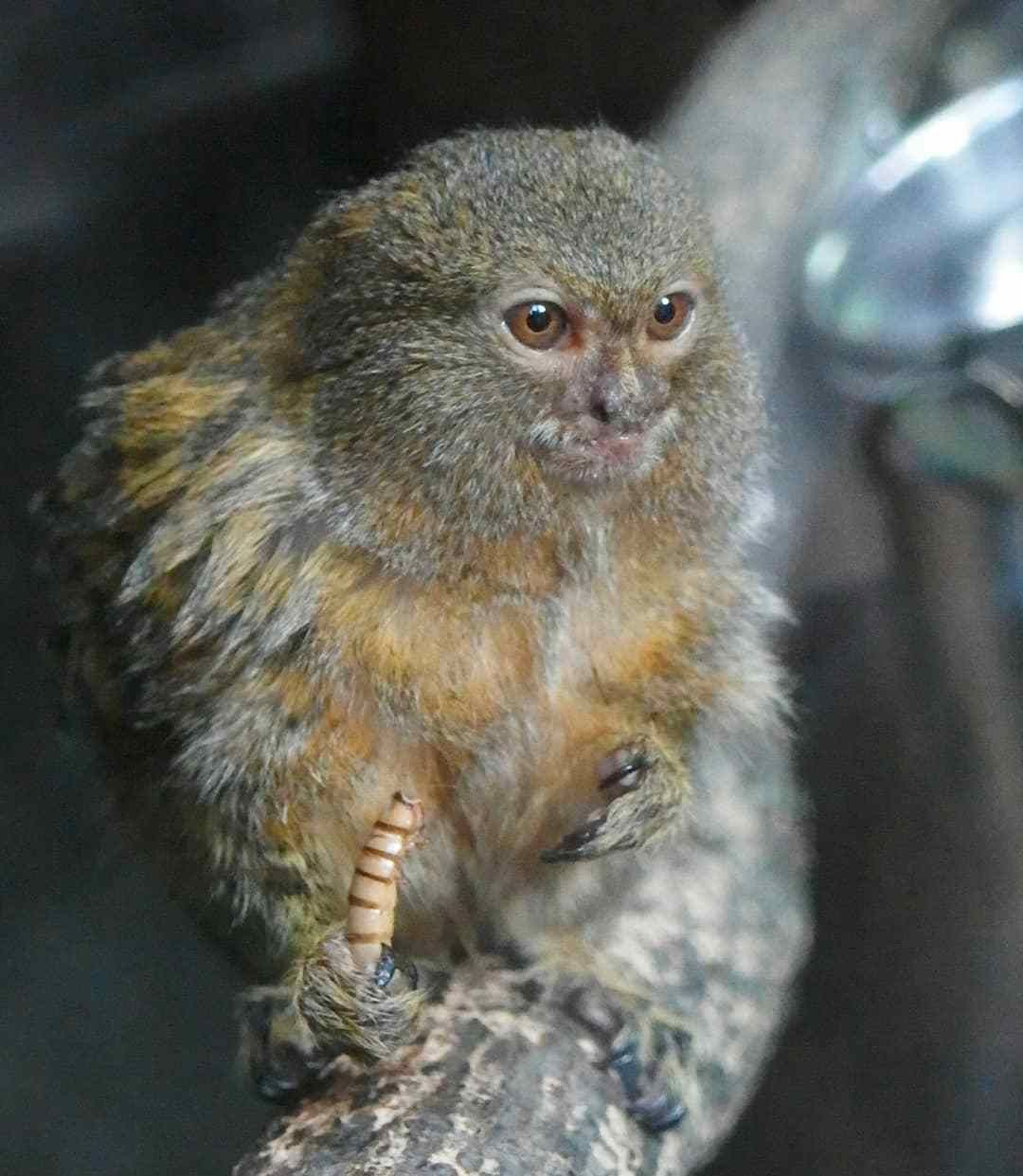 世上最小的猴子 南美洲树林间蹿跳自如 人们称它为"松鼠猴"|狨|松鼠猴