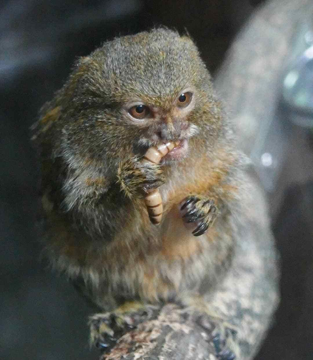 世上最小的猴子 南美洲树林间蹿跳自如 人们称它为"松鼠猴"|狨|松鼠猴