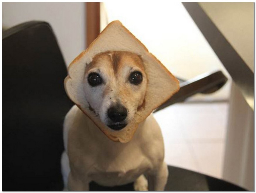 切片面包给狗狗作为装饰后,不一样的搞笑效果